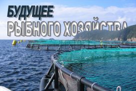 Спрос на морепродукты растет