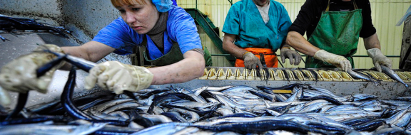 Производство рыбной продукции растет