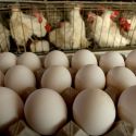 Кыргызстан ввел временный запрет на ввоз мяса птицы и яиц из Казахстана