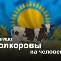 Рейтинг регионов Казахстана в разрезе обеспеченности коровами