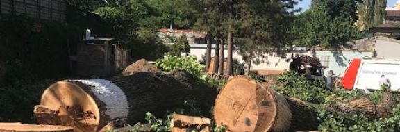 В Узбекистане чиновников оштрафовали на 200 тысяч долларов за вырубку деревьев