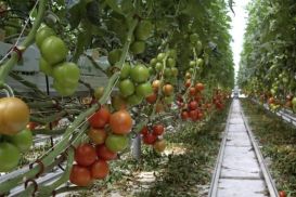 Урожайность в Казахстане в 2 раза ниже, чем в России и втрое уступает урожайности в Беларуси