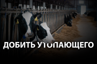 Кто «подоил» несуществующих коров из Татарстана?