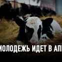 33 коровы или как разбогатеть на сельском хозяйстве