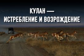 Станет ли Казахстан территорией исчезновения биоразнообразия?