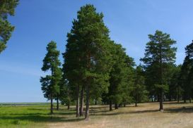 Лесной фонд Акмолинской области уменьшат на 300 гектаров