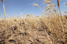 Казахстан ждет плохой урожай зерновых