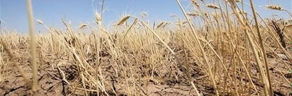 Казахстан ждет плохой урожай зерновых