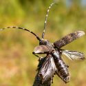 В Восточном Казахстане еще один карантин из-за жука-вредителя