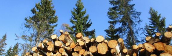 В Алматы продолжается незаконная вырубка деревьев