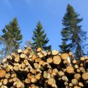 В Алматы продолжается незаконная вырубка деревьев