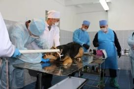Почему в столице потратили на ветеринарную службу больше, чем в Шымкенте?