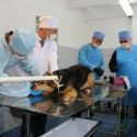 Почему в столице потратили на ветеринарную службу больше, чем в Шымкенте?