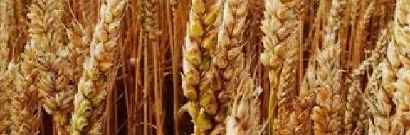 Казахстан больше всего экспортировал пшеницу в Афганистан