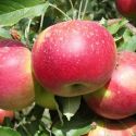 Казахстанские яблоки не пускают на узбекский рынок