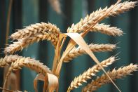 В Казахстане за год подорожала пшеница