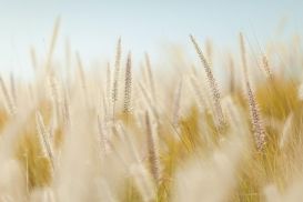 Таджикистан отказывается от казахской пшеницы в пользу российской