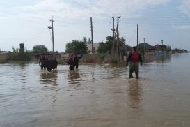 В Туркестанской области сильный дождь затопил дома, убил животных