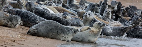 Массовую гибель тюленей расследуют в Мангыстау