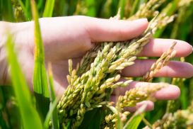 Казахстан снижает площадь посева риса