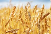 «Собственную страну оставим без зерна»: экспорт из Казахстана просят прекратить