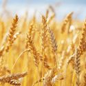 «Собственную страну оставим без зерна»: экспорт из Казахстана просят прекратить