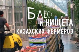 Блеск и нищета казахских фермеров (видео)