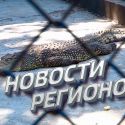 Погибшие животные в зоопарке Шымкента не вынесли условия обитания (видео)