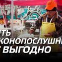 Быть законопослушным не выгодно