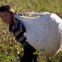 МОТ: Узбекистан больше не отправляет детей на сбор хлопка